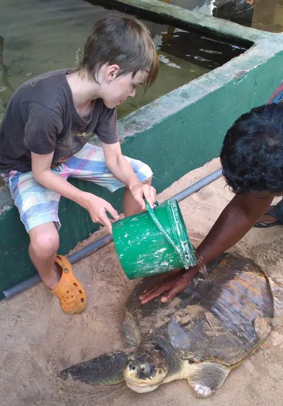 Dylan cleaning turtle