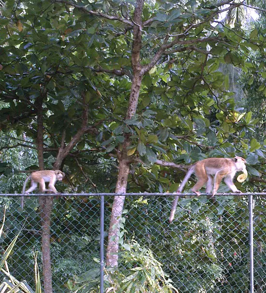 monkey eating fruit in Mirissa