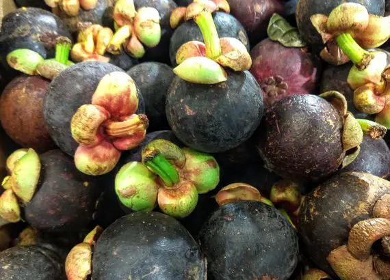 Sri Lankan fruit mangosteen queen of fruit