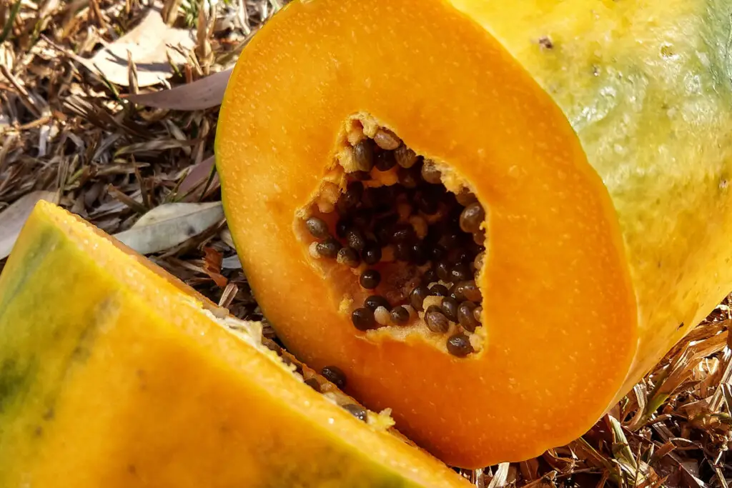 Sri Lankan fruit papaya pawpaw