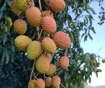 Sri Lankan Fruits