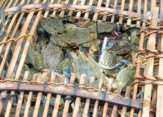 crabs kep fish crab market cambodia kampot