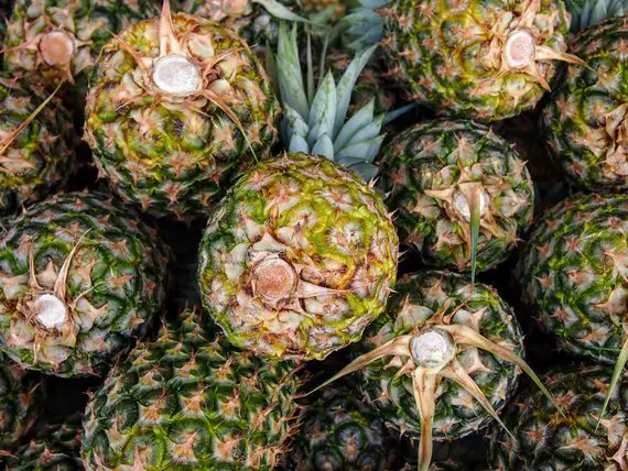 Pineapples fruit in sri lanka