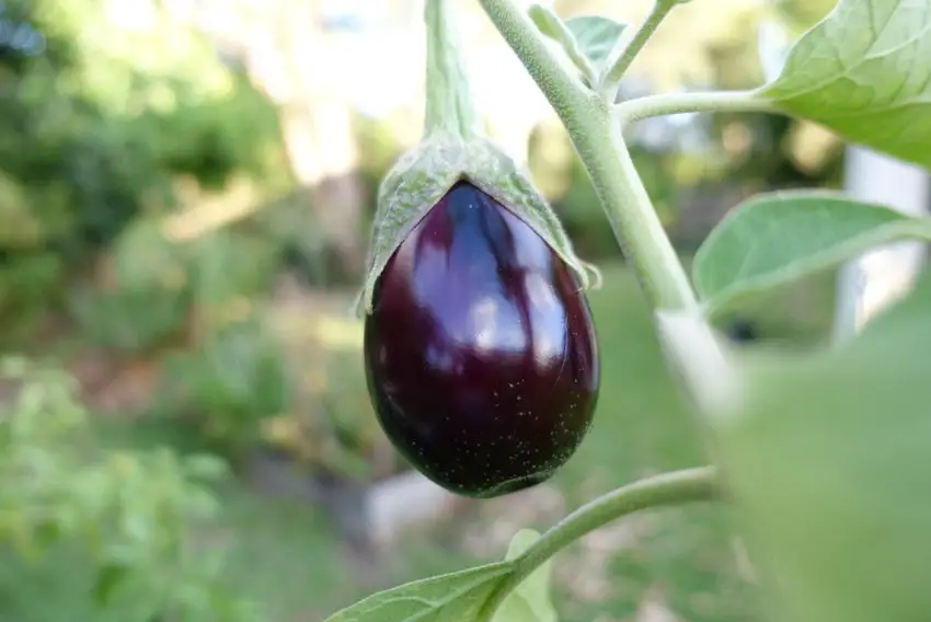 Aubergine or eggplant Melinzanasalata made from aubergines