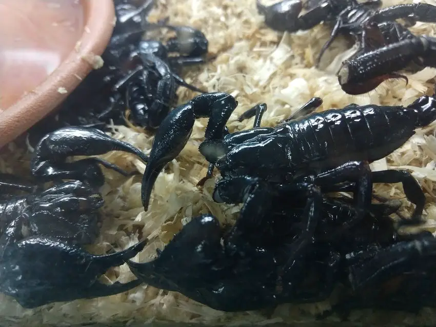 Weird Foods to try scorpion