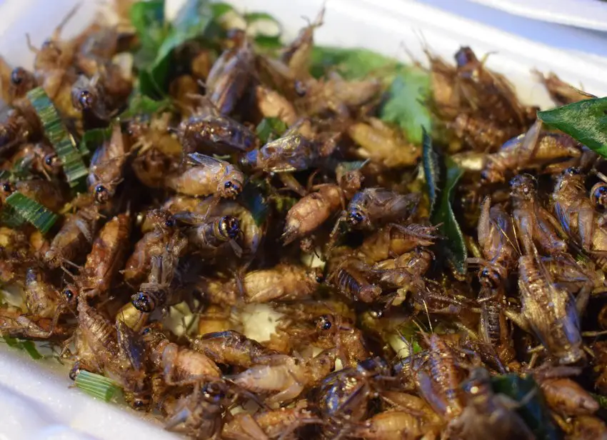 crickets weird food from around the world