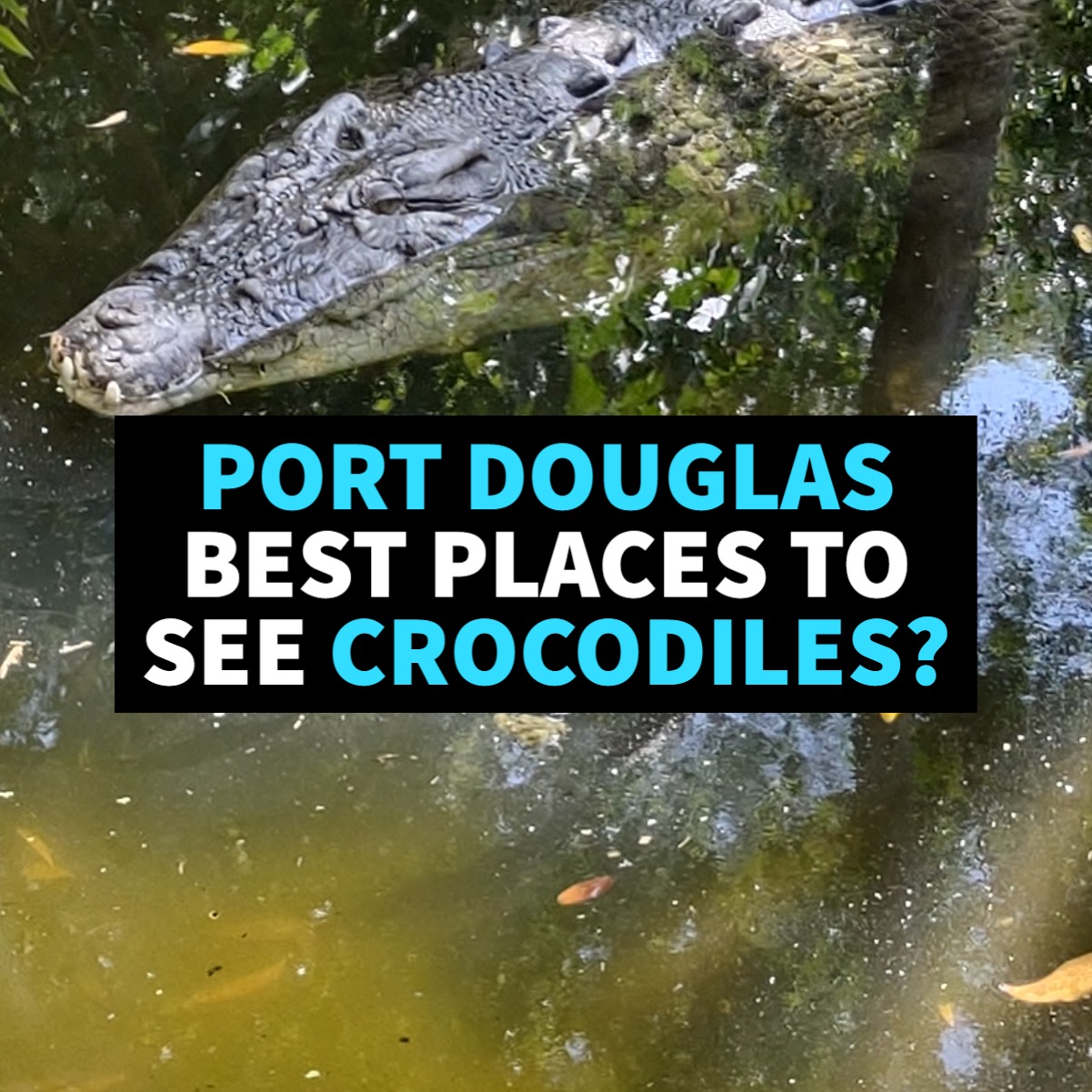 Best Places To See Crocodiles Port Douglas