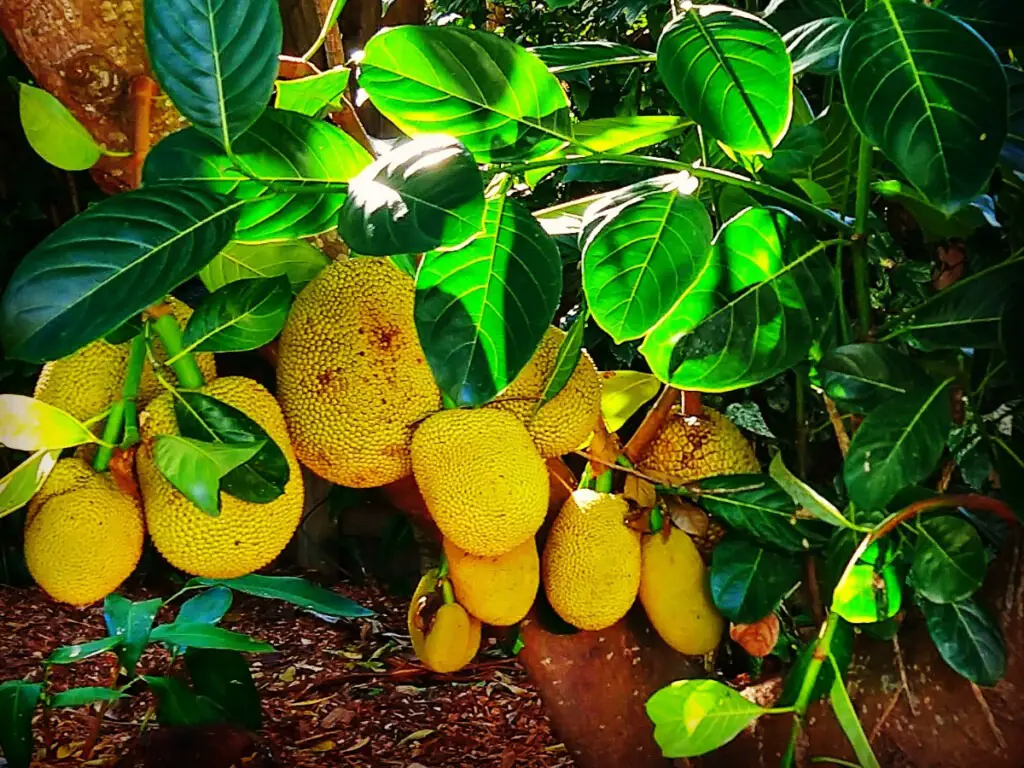 Jackfruit in Australia