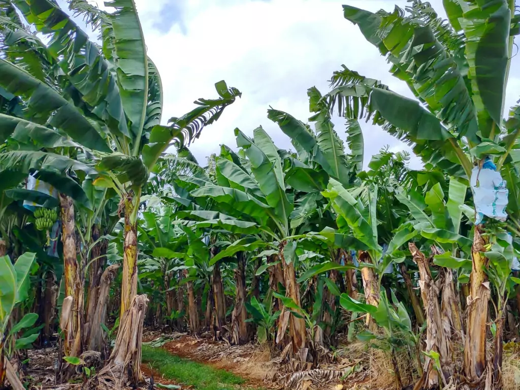 Australian fruits bananas