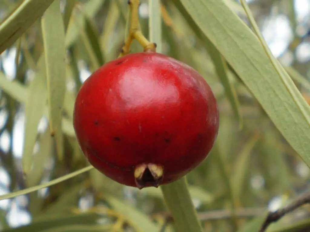 Australian fruit quandong