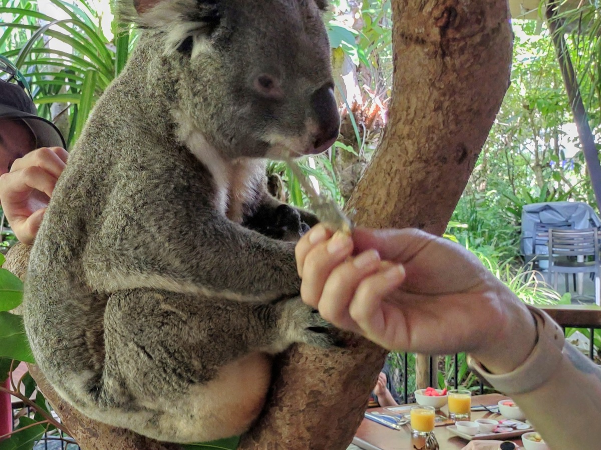 Breakfast with the koalas Port Douglas