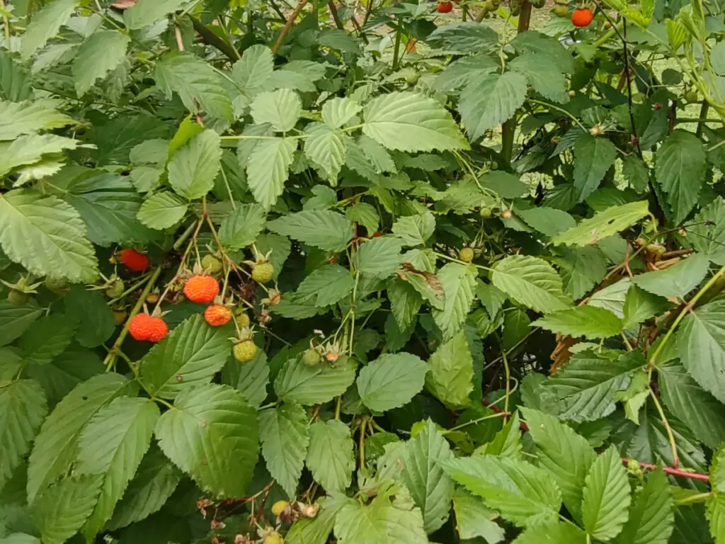 australian raspberry red fruit